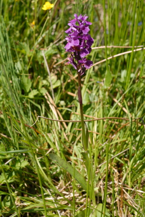 Dactylorizha maculata (???)